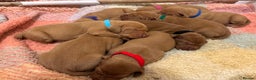 Hungarian Vizsla dogs for sale: Ready to leave KC Registered Vizsla Puppy  - Advert 7