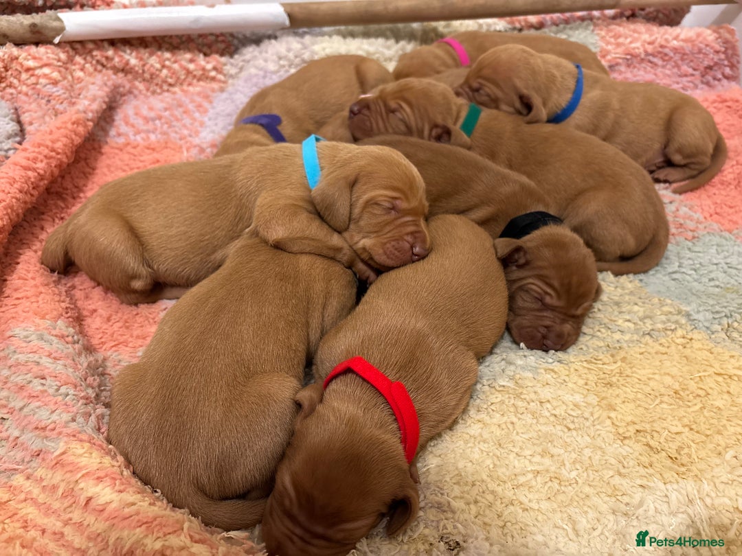 Hungarian Vizsla dogs for sale: Ready to leave KC Registered Vizsla Puppy  - Advert 7