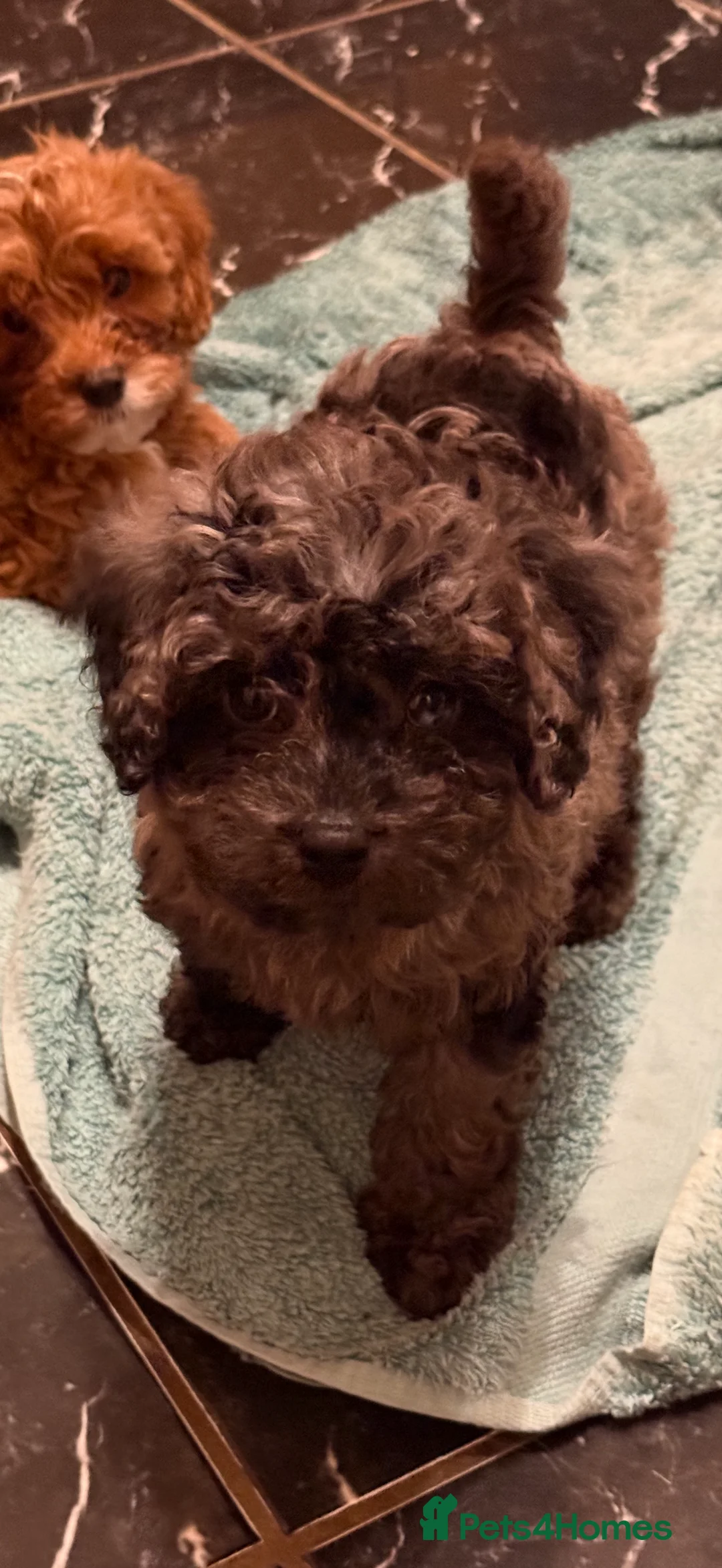 Cavapoo dogs for sale: 5 pups for sale - Advert 20