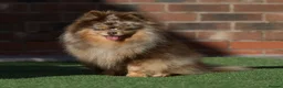 Pomeranian dogs for sale: CHAMPION LINES KC POMERANIAN PUPPIES  - Advert 7