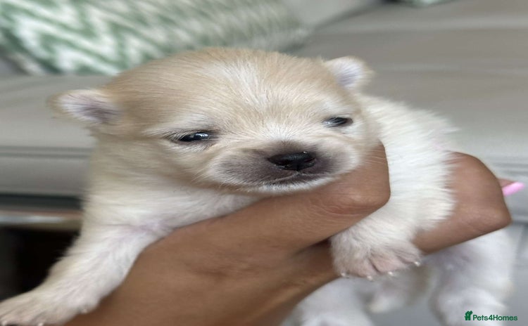 Pomeranian dogs - Advert 13