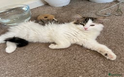 Persian cats for sale: Adorable Persian Boys - Image 3