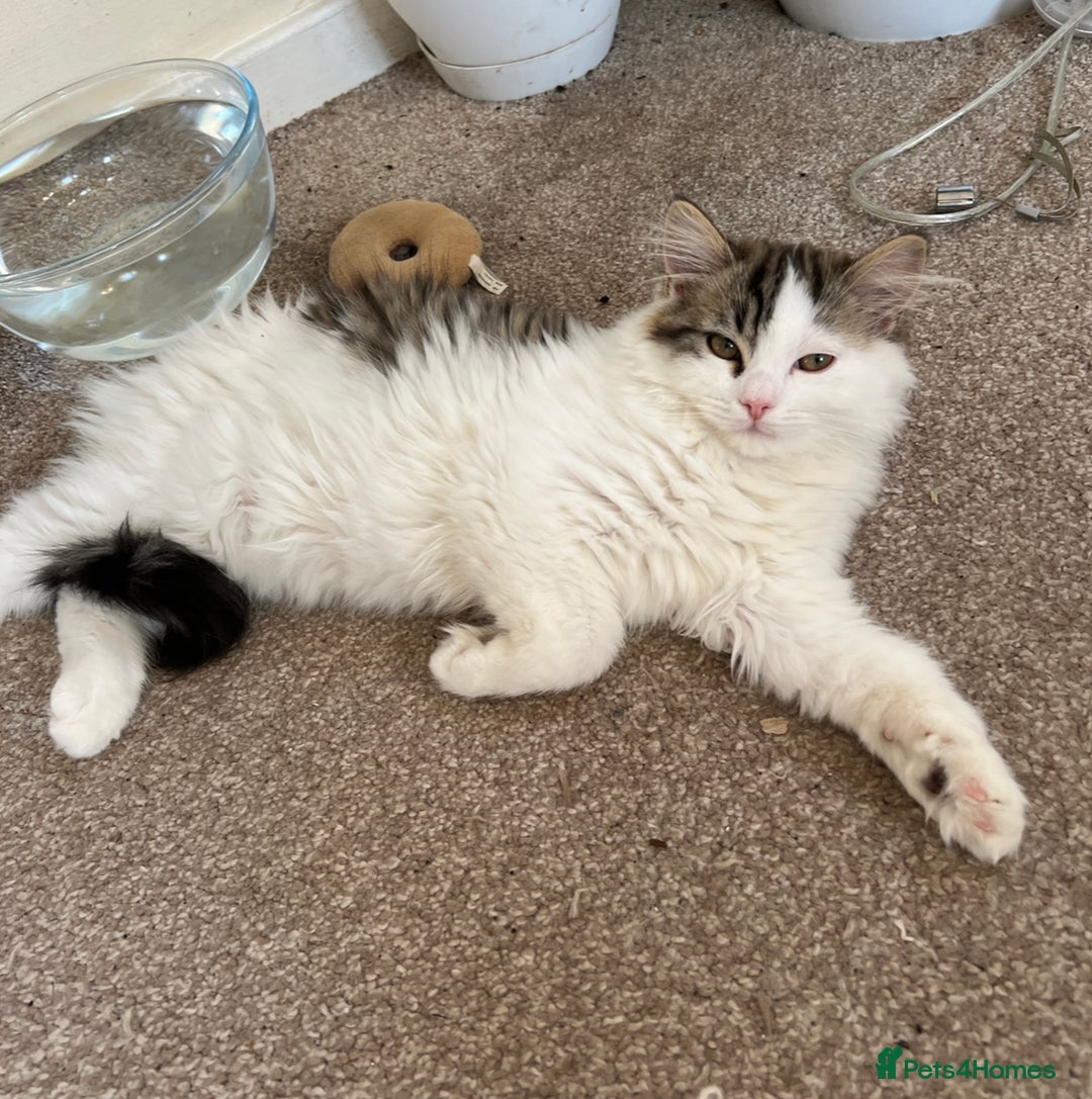 Persian cats for sale: Adorable Persian Boys - Image 3