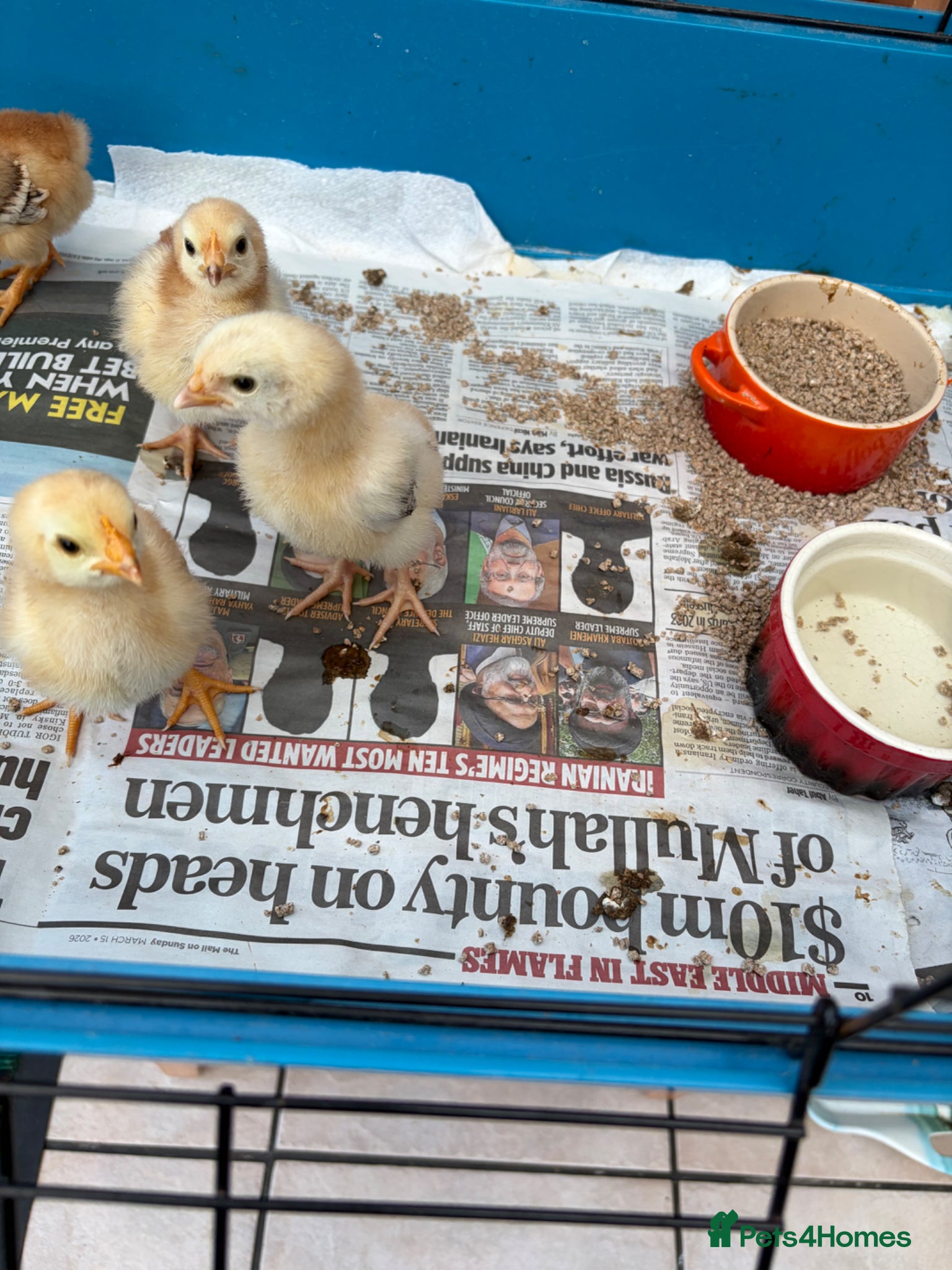 Chickens poultry Rhode Island Red Bantams - Advert 1