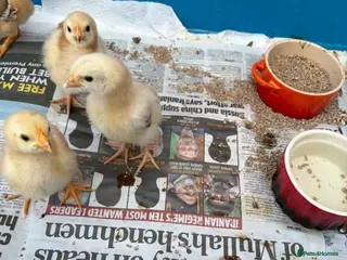 Chickens poultry Rhode Island Red Bantams - Advert 1