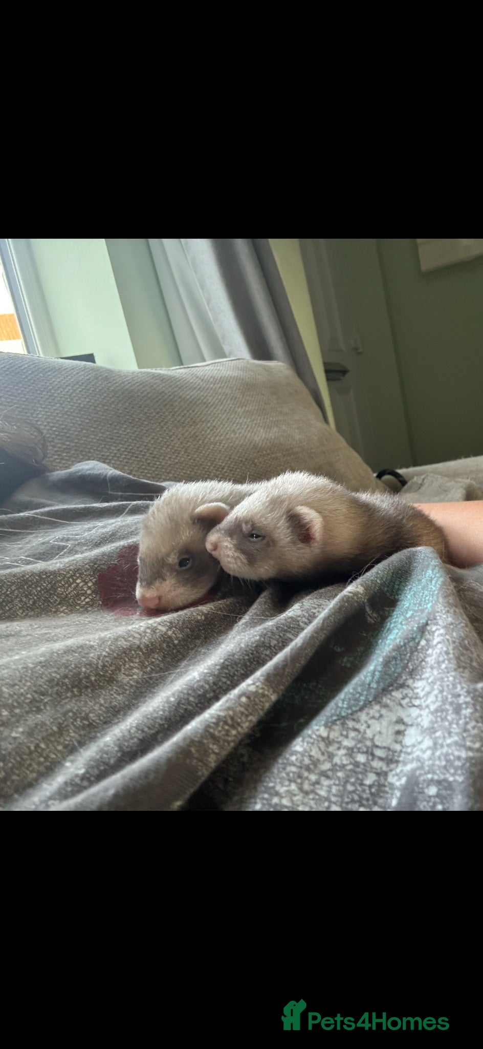 Ferret rodents Lovely male ferrets - Advert 7