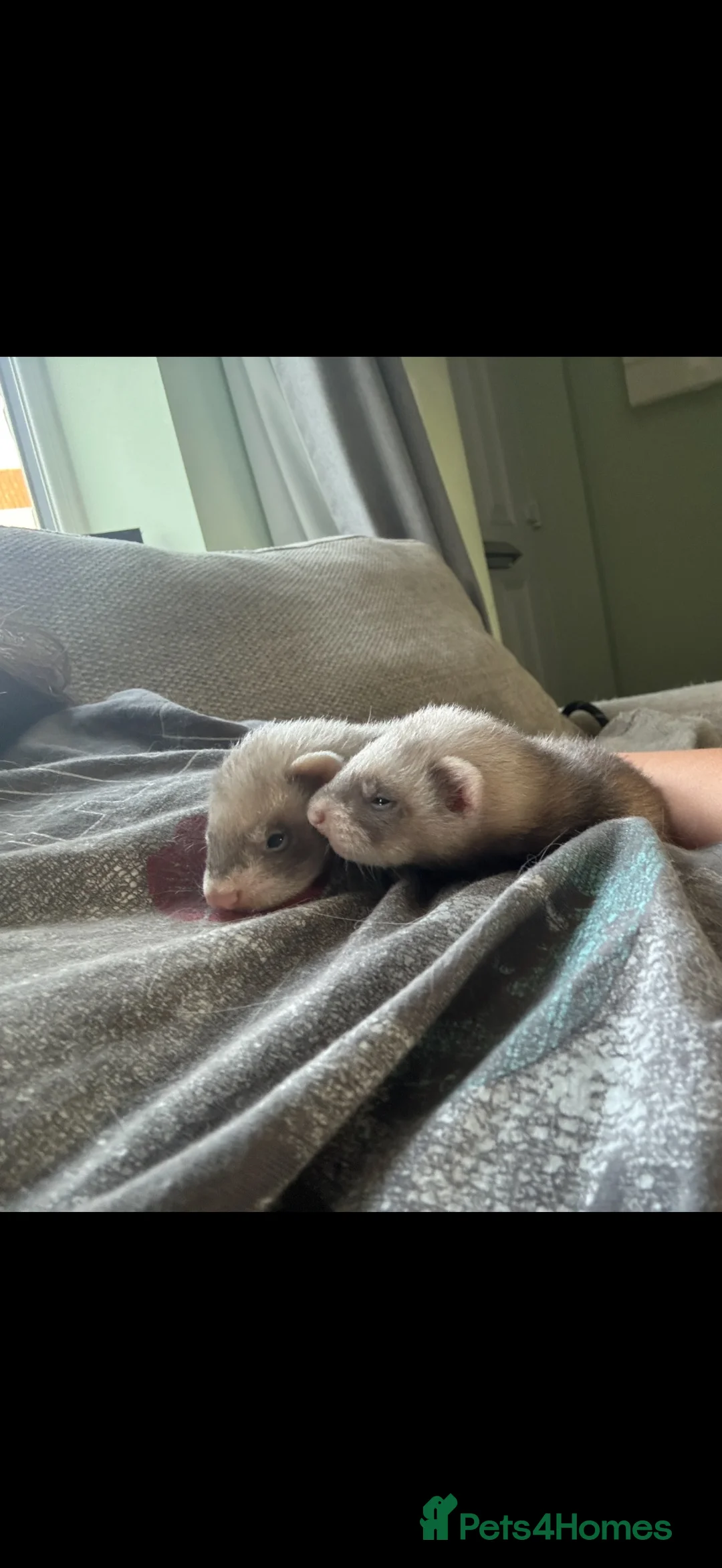 Ferret rodents for sale: Lovely male ferrets - Advert 2