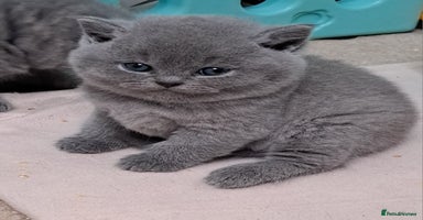 British Shorthair cats - Advert 10