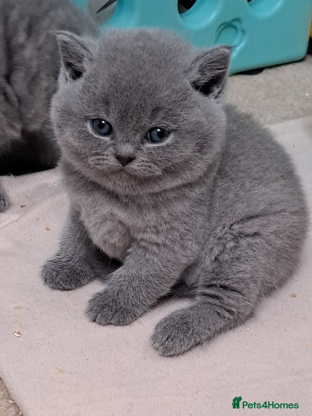 British Shorthair cats for sale: Chunky BSH kittens. PETS ONLY - Image 2