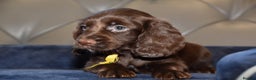 Cocker Spaniel dogs for sale: Kc Reg Health Tested Cocker Spaniel Puppies - Advert 19