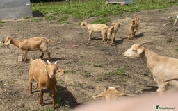 Goats livestock for sale: 2024 2025 does and wether for sale Boer x RGG - Image 10