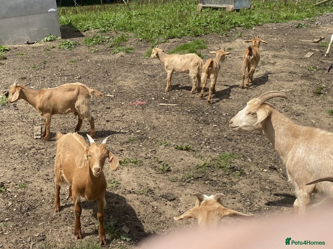 Goats livestock for sale: 2024 2025 does and wether for sale Boer x RGG - Image 10