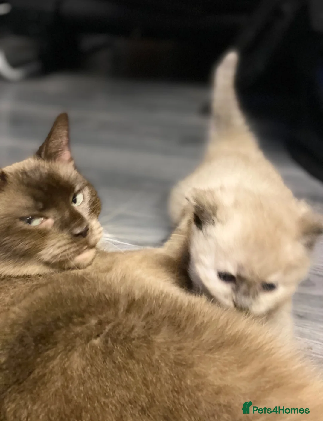 Ragdoll cats for sale: Gorgeous Ragdoll x female available now - Advert 8