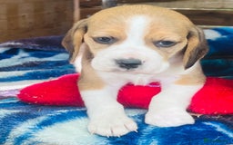 Beagle dogs for sale: Pure bred beagle puppies - Image 3