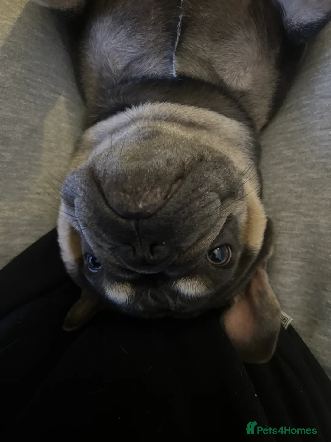 French Bulldog dogs for sale: Looking for a Loving Home for Stitch  - Advert 10