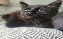 Ragdoll cats for sale: Stunning Radoll/Bengal MIx - Image 5