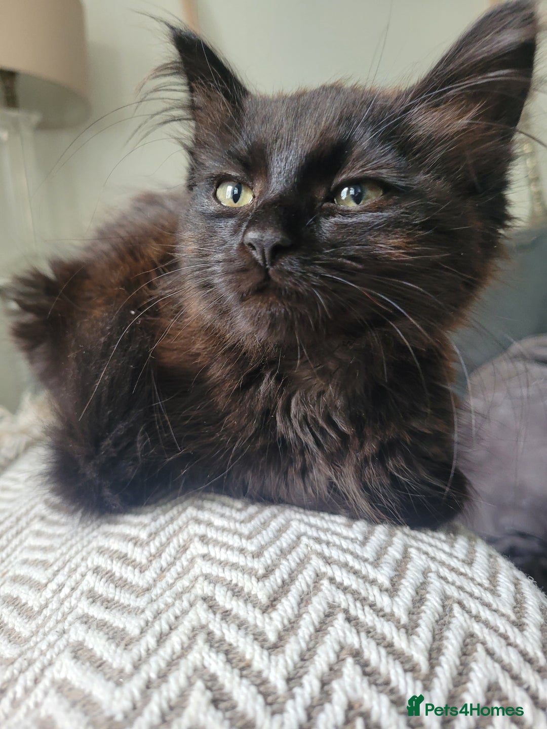 Ragdoll cats for sale: Stunning Radoll/Bengal MIx - Image 5