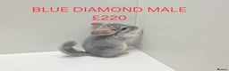 Chinchilla rodents for sale: STUNNING BABIES CHINCHILLA MIX COLOURS AND GENDER  - Advert 14