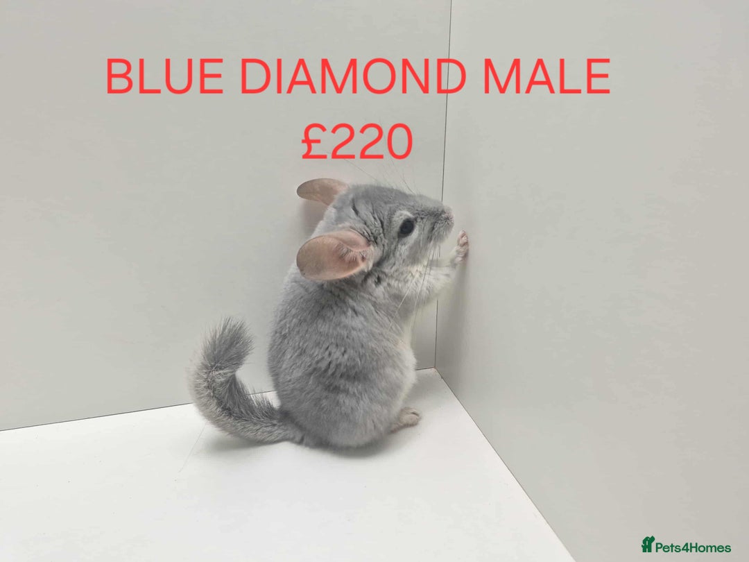 Chinchilla rodents for sale: STUNNING BABIES CHINCHILLA MIX COLOURS AND GENDER  - Advert 14