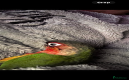 Conures birds for sale: Conure for sale  - Image 4