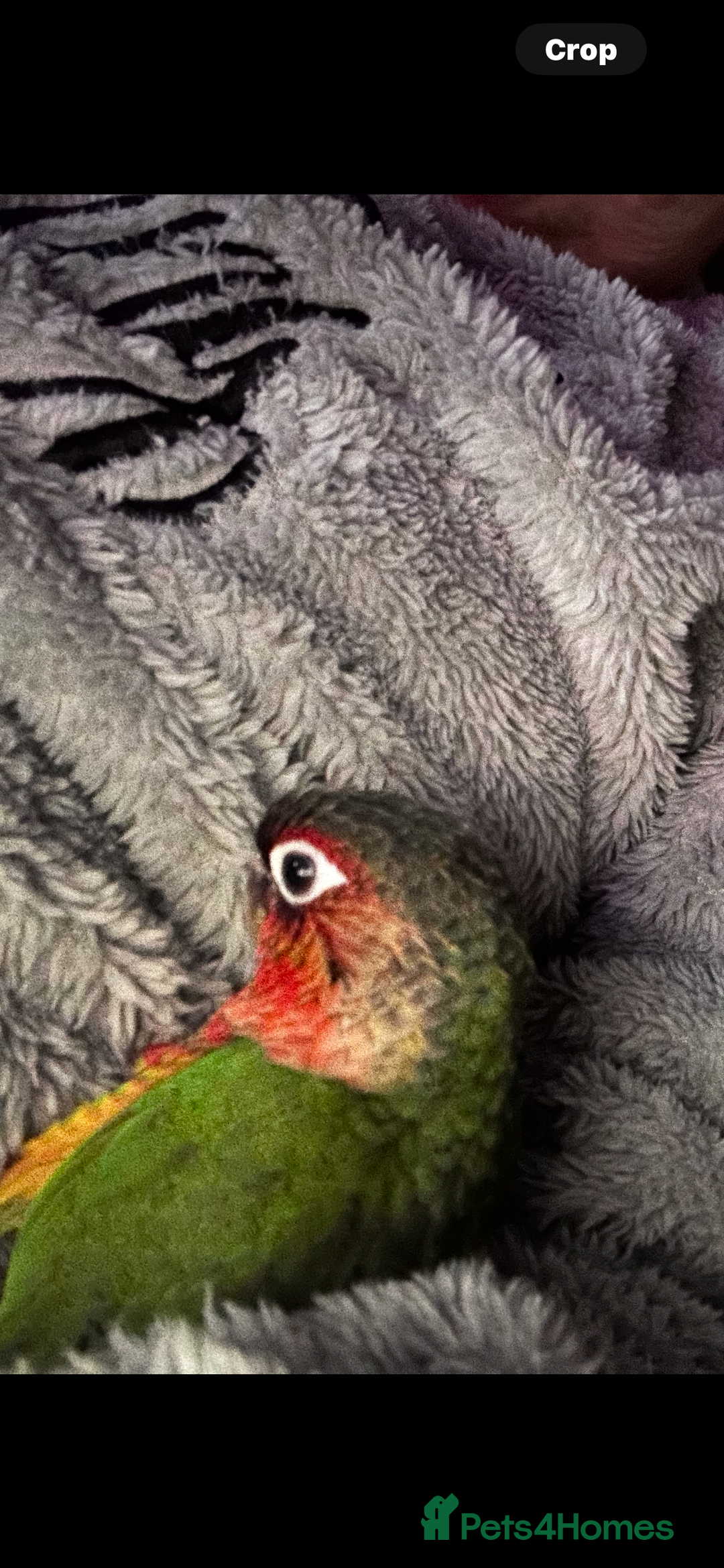 Conures birds for sale: Conure for sale  - Image 4