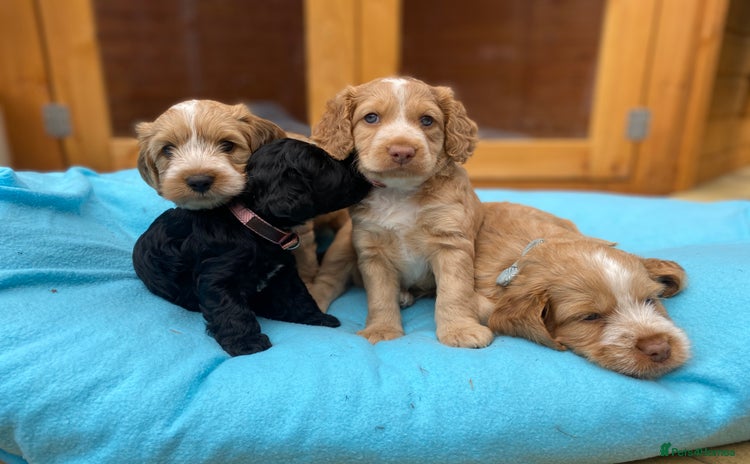 Cockapoo dogs - Advert 11