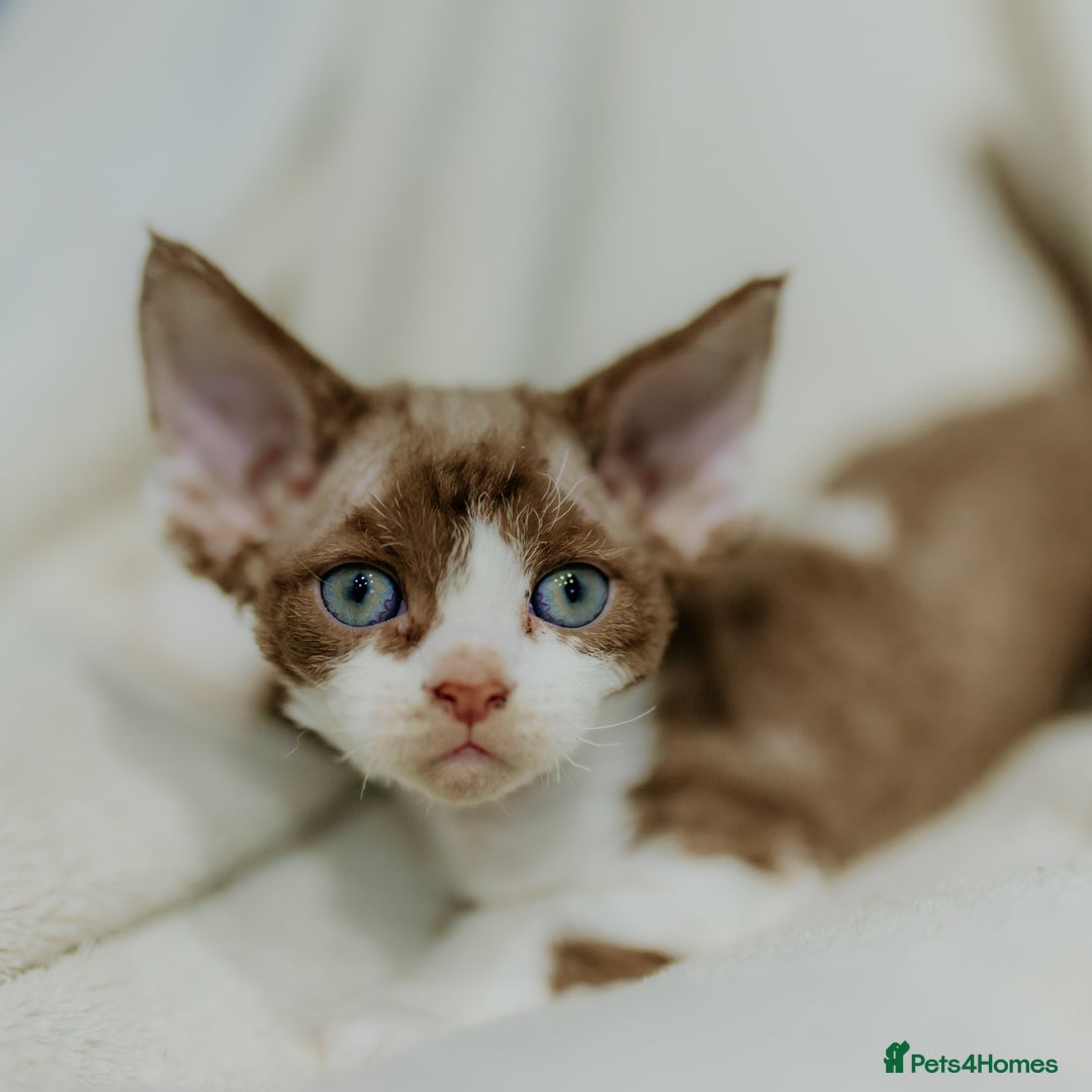 Devon Rex cats for sale: Adorable GCCF Registered DevonRex Kittens FOR SALE - Advert 27