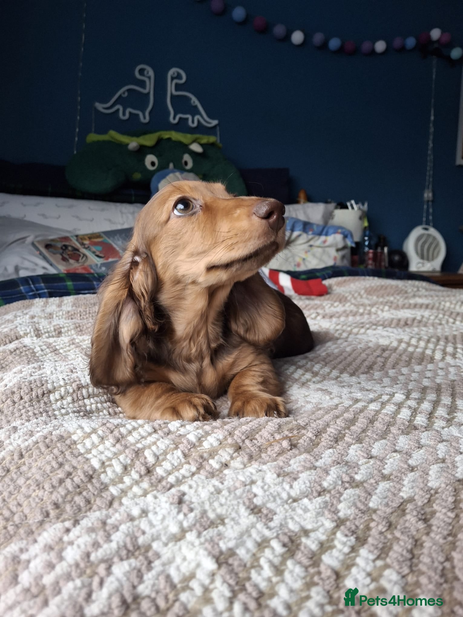 Miniature Dachshund dogs Miniature Longhaired Dachshunds ready 10.12.25 - Advert 18