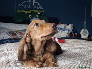 Miniature Dachshund dogs Miniature Longhaired Dachshunds ready 10.12.25 - Advert 18