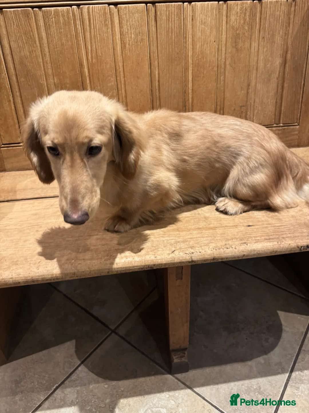 Miniature Dachshund dogs for stud: Stud Service Only - Advert 8