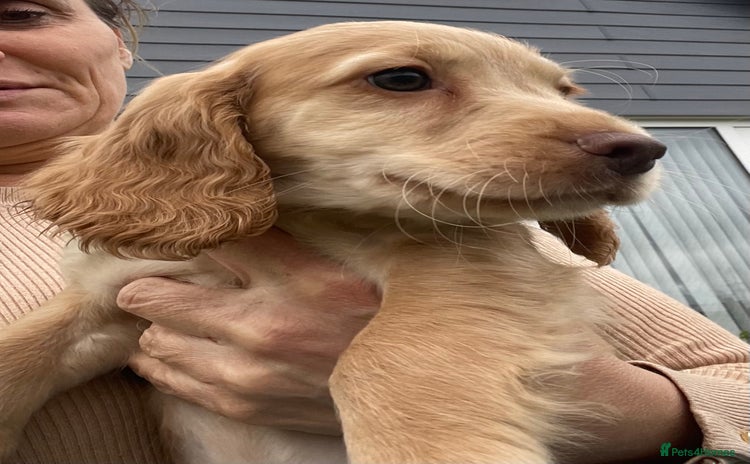 Cocker Spaniel dogs - Advert 1