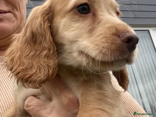 Cocker Spaniel dogs - Advert 4