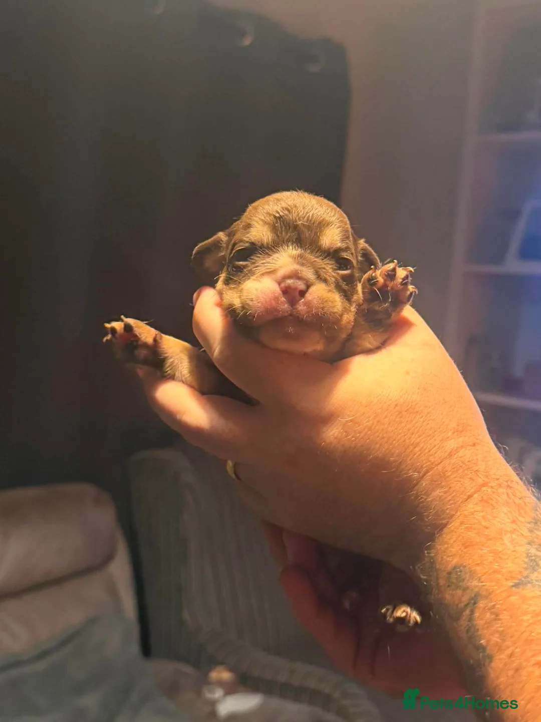 English Bulldog dogs for sale: Last Little Bulldog Girl – Ready 11th Oct 🩷 - Advert 11