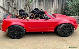 Rottweiler dogs for sale: 🐾🖤 Our Rottweiler Puppies for Sale 🐶💪 - Image 3
