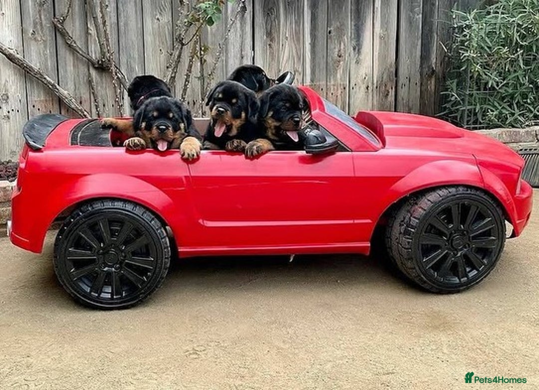 Rottweiler dogs for sale: 🐾🖤 Our Rottweiler Puppies for Sale 🐶💪 - Image 3