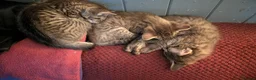 Mixed Breed cats for sale: Blood line Maine coon/ragdoll/Russian blue Tabby's - Advert 5
