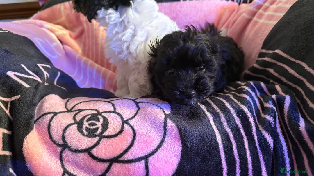Maltipoo dogs for sale: TINY MALTIPOOS - Image 5