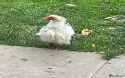 Chickens poultry for sale: Serama chicken  - Image 4