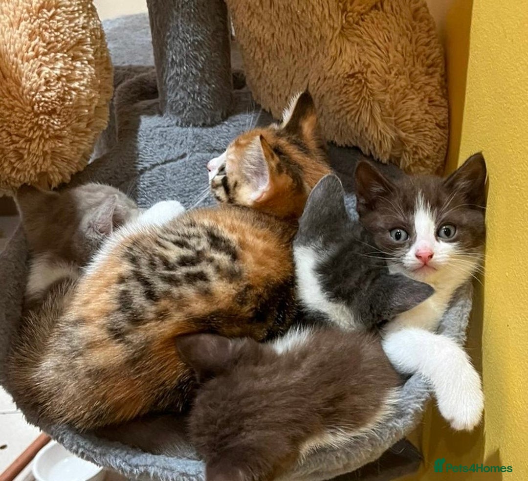 British Shorthair cats for sale: Exceptional kittens, unusual markings - Advert 9