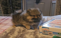 Pomeranian dogs for sale: READY NOW FULLY VACCINATED KC POMERANIAN PUPPY - Image 7