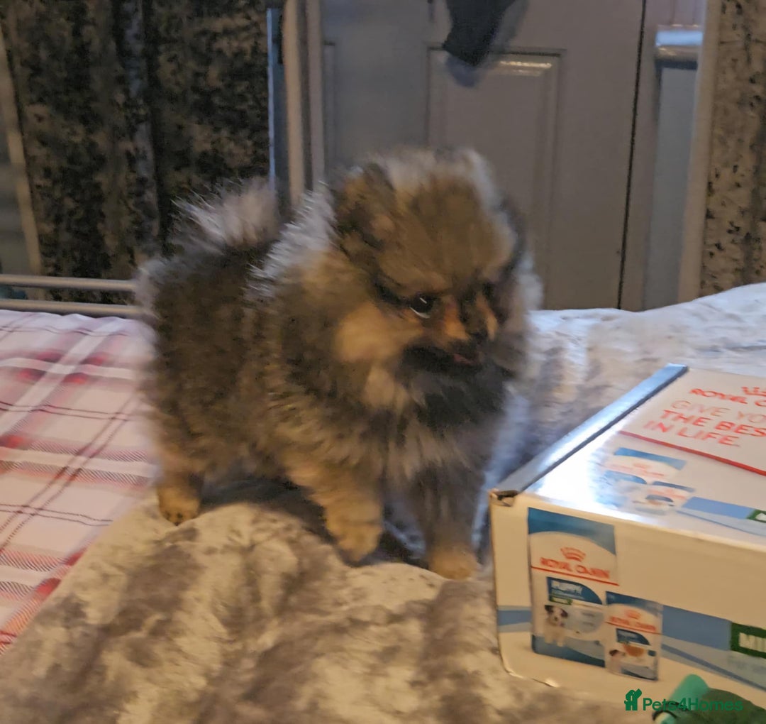 Pomeranian dogs for sale: READY NOW FULLY VACCINATED KC POMERANIAN PUPPY - Image 7