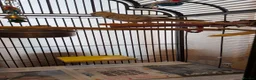 Cockatiels birds for sale: Beautiful cockatiel and large cage  in Norwich - Advert 4