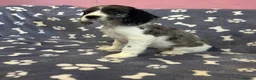 Cocker Spaniel dogs for sale: Gorgeous and very unique puppies - Advert 1