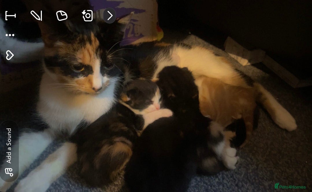 American Shorthair cats for sale: Beautiful kittens  - Image 7