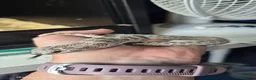 Snake reptiles for sale: 2yr old male hognose  - Advert 1
