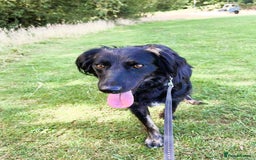 Mixed Breed dogs for adoption: Ruby – Gentle, Silly, Escape-Artist Extraordinaire - Image 15