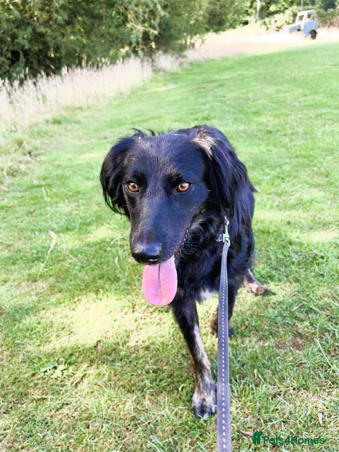 Mixed Breed dogs for adoption: Ruby – Gentle, Silly, Escape-Artist Extraordinaire - Image 15