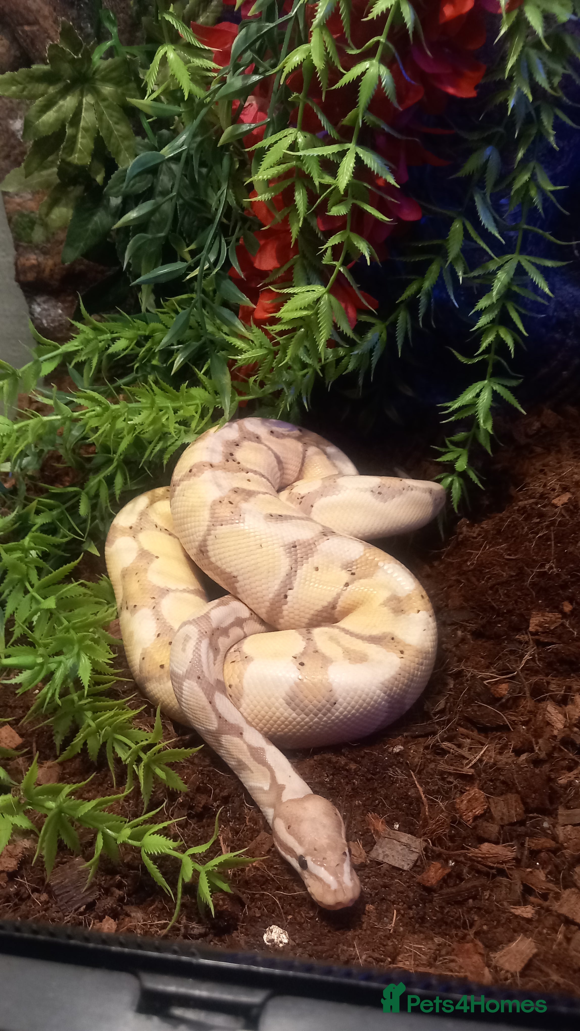 Python Snake reptiles Ball python / royal pythons male females £35-£65 - Advert 1