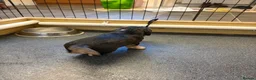 Cocker Spaniel dogs for sale: Stunning litter of show cocker puppies  in Kidwelly - Advert 17
