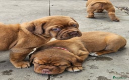 Dogue De Bordeaux dogs for sale: Dogue de bordeaux pups  - Image 16